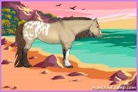 Horse Color:Buckskin Dun Appaloosa