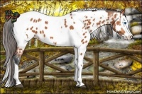 Horse Color:Bay Splash Tobiano Near Leopard  and Bay Splash Tobiano Near Leopard 