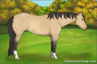 Horse Color:Buckskin Dun