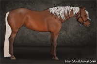 Horse Color:Silver Bay 