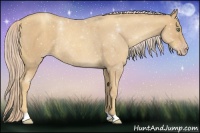 Horse Color:Gold Cream Champagne Roan Rabicano 