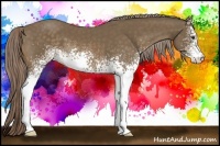 Horse Color:White Spotted Chocolate Palomino 