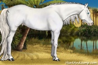 Horse Color:Perlino 