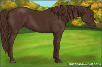 Horse Color:Gray Chestnut 