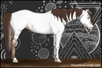 Horse Color:Amber Champagne Near Fewspot 