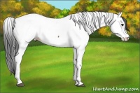 Horse Color:Bay Fewspot 