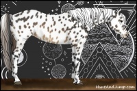Horse Color:Buckskin Leopard 