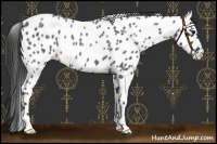 Horse Color:Blue Roan Leopard 