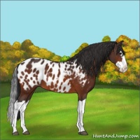 Horse Color:Bay Splash Appaloosa