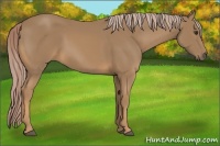 Horse Color:Palomino