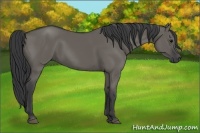 Horse Color:Grullo