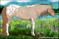 Horse Color:Red Roan Tobiano Appaloosa 
