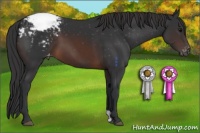 Horse Color:Brown Appaloosa