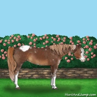 Horse Color:Liver Chestnut Sabino Splash Appaloosa 