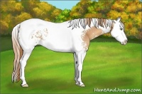 Horse Color:White Spotted Gold Champagne Splash Tobiano 