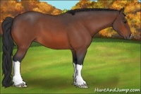 Horse Color:Bay Roan 