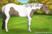 Horse Color:Classic Champagne Tobiano