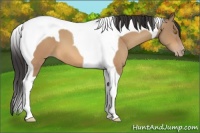 Horse Color:Sable Champagne Tobiano 