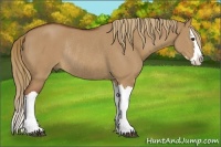 Horse Color:Red Dun Splash Rabicano 