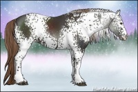 Horse Color:White Spotted Liver Chestnut Rabicano 