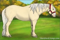Horse Color:Gold Cream Champagne 