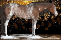 Horse Color:White Spotted Liver Chestnut Rabicano 