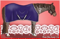 Horse Color:Liver Red Roan Appaloosa