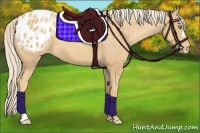 Horse Color:Gold Cream Champagne Appaloosa 