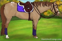 Horse Color:Red Dun Appaloosa 