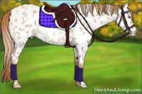 Horse Color:Gold Champagne Roan Appaloosa Rabicano 