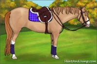 Horse Color:Gold Champagne 