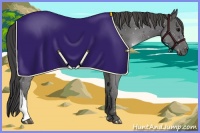 Horse Color:Smoky Black 