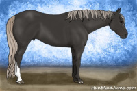 Horse Color:Gray Silver Black 