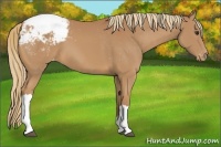 Horse Color:Chestnut Appaloosa