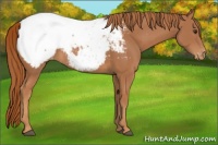 Horse Color:Chestnut Appaloosa