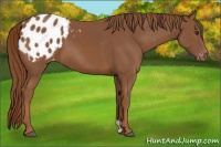 Horse Color:Chestnut Appaloosa