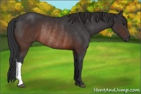Horse Color:Brown Rabicano 