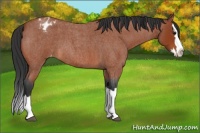 Horse Color:Bay Roan Splash Appaloosa