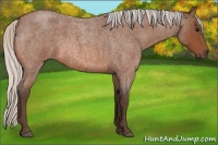 Horse Color:Silver Bay Roan 