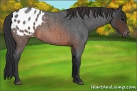 Horse Color:Brown Roan Appaloosa Rabicano