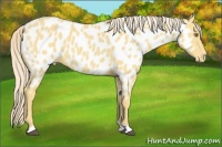 Horse Color:Palomino Roan Appaloosa