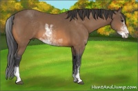 Horse Color:Buckskin Sabino