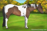 Horse Color:Buckskin Tobiano