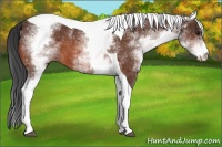 Horse Color:White Spotted Brown Tobiano 
