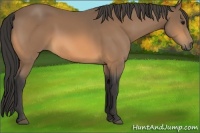 Horse Color:Buckskin 