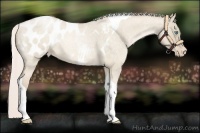 Horse Color:Silver Buckskin Roan Pearl Dun Tobiano Appaloosa 
