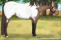 Horse Color:Buckskin Appaloosa 