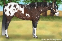 Horse Color:White Spotted Brown Sabino Splash Appaloosa 
