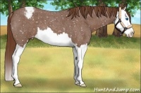 Horse Color:Red Roan Splash Appaloosa