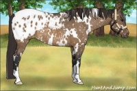Horse Color:White Spotted Bay Dun Appaloosa